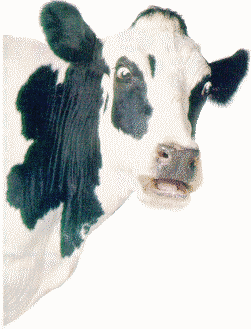 cow winking
